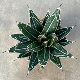 Agave Victoria reginae cm. 13/14