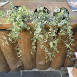 Hedera Elegantissima cm.40/50