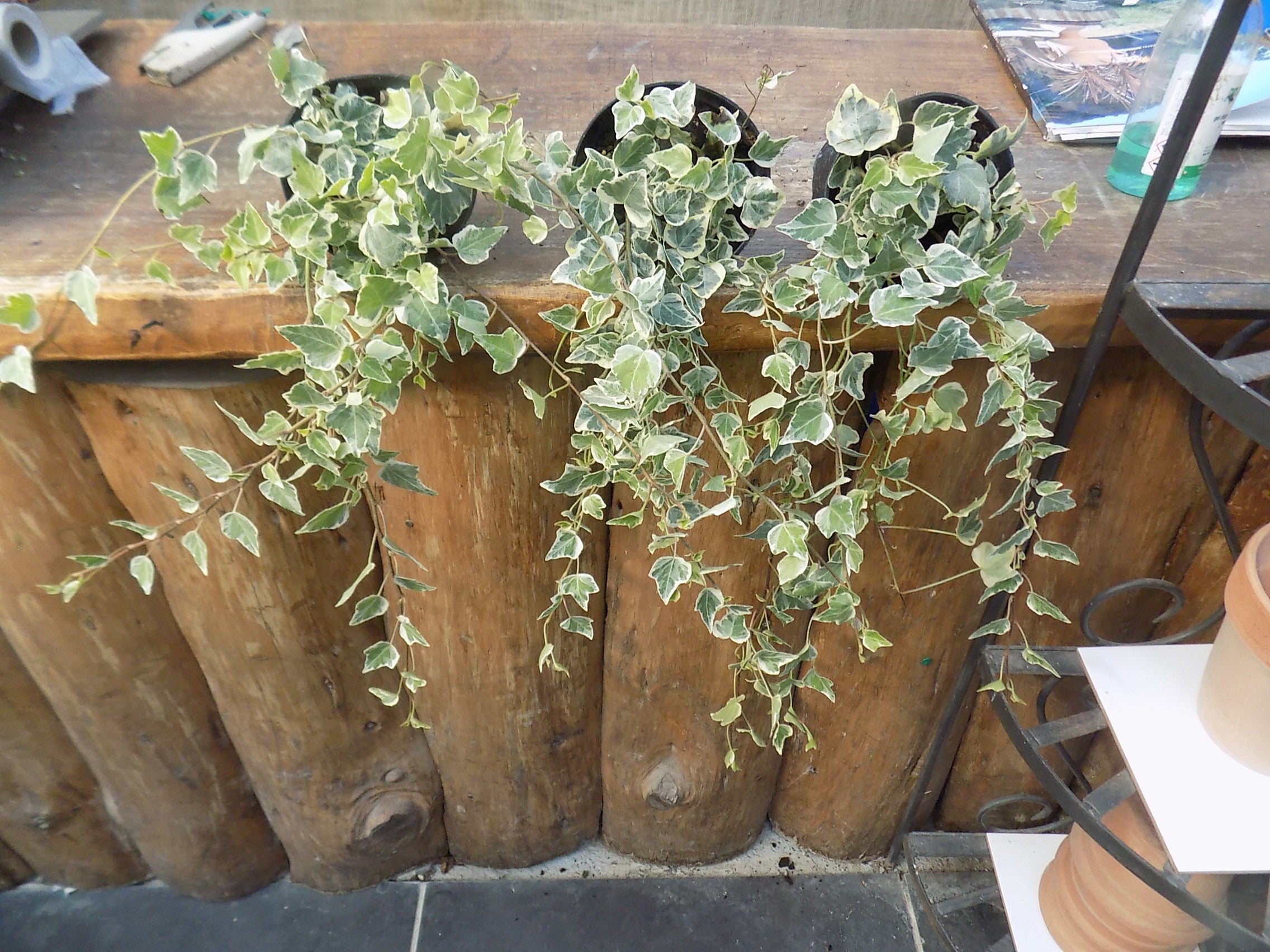 Hedera Elegantissima cm.40/50