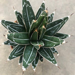 Agave Victoria reginae cm. 13/14