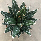 Agave Victoria reginae cm. 13/14