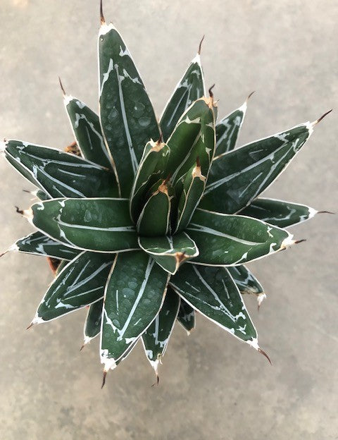Agave Victoria reginae cm. 13/14