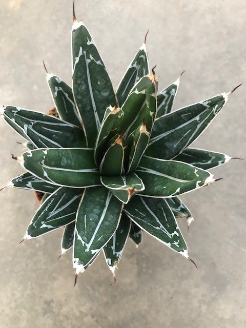 Agave Victoria reginae cm. 13/14