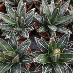 Agave Victoria reginae cm. 13/14