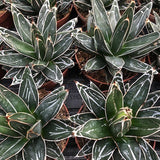Agave Victoria reginae cm. 13/14