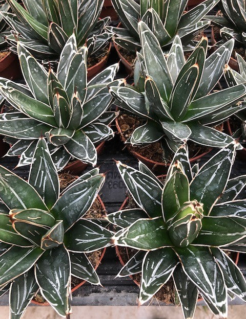 Agave Victoria reginae cm. 13/14