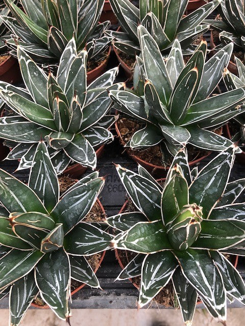 Agave Victoria reginae cm. 13/14