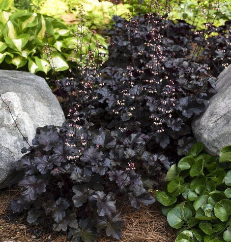 Heuchera black pearl