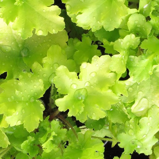 heuchera lime marmalade vaso 14
