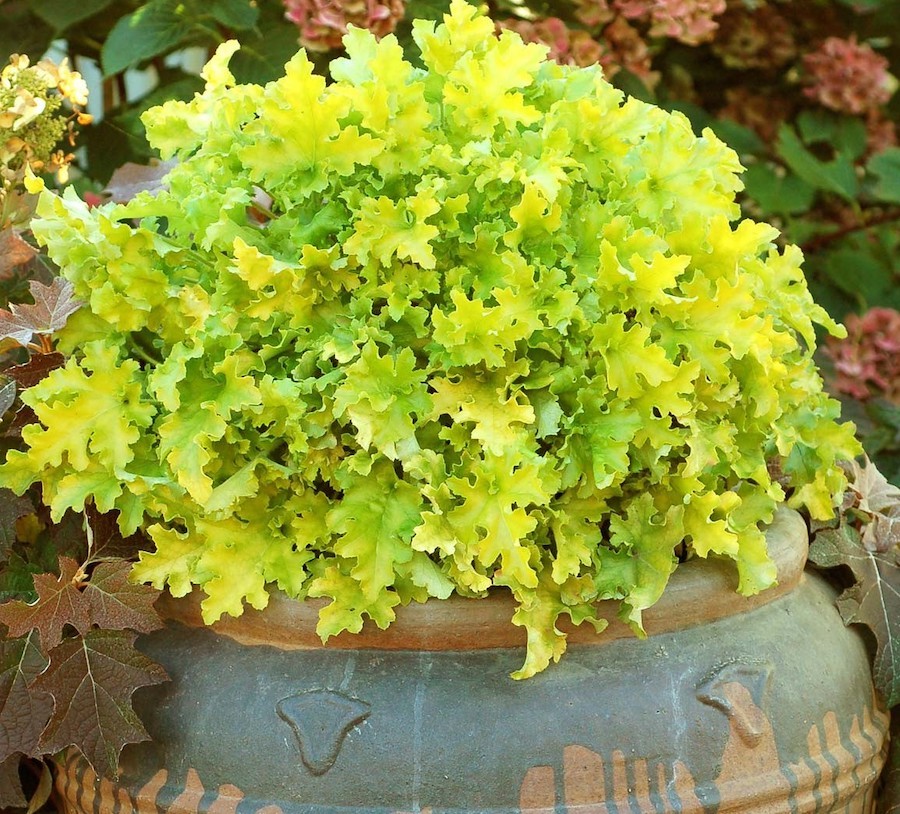 heuchera lime marmalade vaso 14