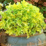 heuchera lime marmalade vaso 14