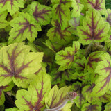 heucherella stop light