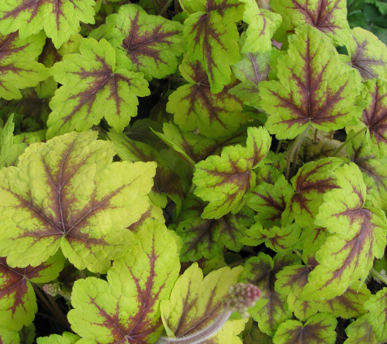 heucherella stop light