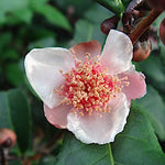 Camelia Sinensis Benibana  cha profumata (Pianta del Té rosso) fiori rosa profumati