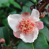 Camelia Sinensis Benibana  cha profumata (Pianta del Té rosso) fiori rosa profumati