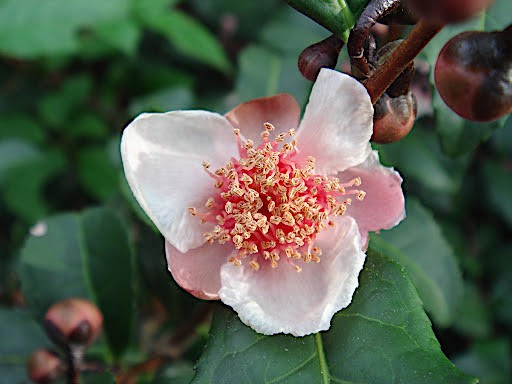 Camelia Sinensis Benibana  cha profumata (Pianta del Té rosso) fiori rosa profumati