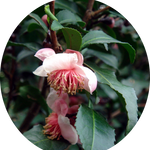 Camelia Sinensis Benibana  cha profumata (Pianta del Té rosso) fiori rosa profumati