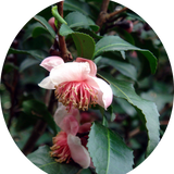 Camelia Sinensis Benibana  cha profumata (Pianta del Té rosso) fiori rosa profumati