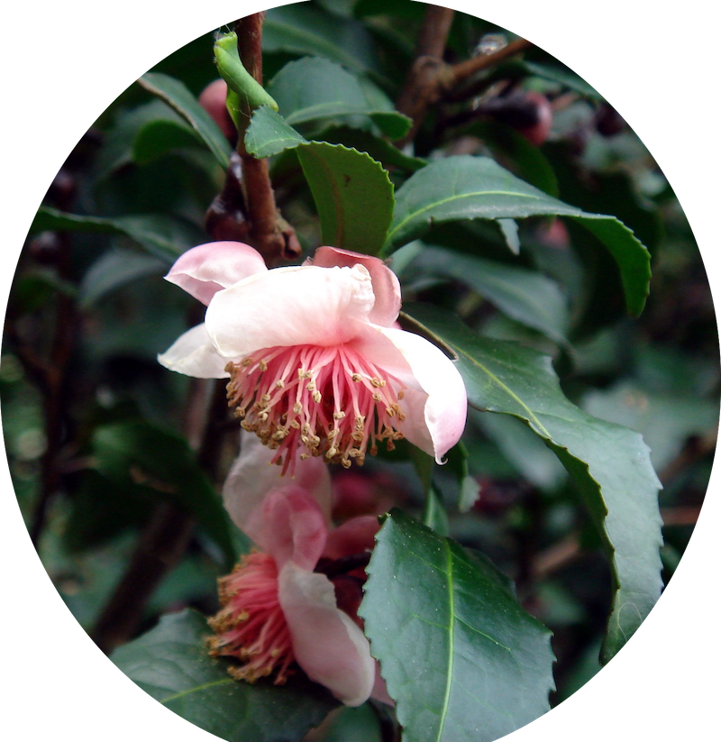 Camelia Sinensis Benibana  cha profumata (Pianta del Té rosso) fiori rosa profumati