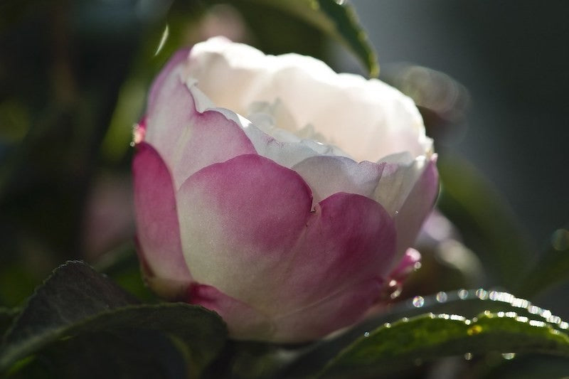 Camelia Sasanqua Hime Botan (hinode fuji) vaso 19