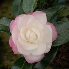 Camelia Sasanqua Hime Botan (hinode fuji) vaso 19