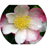 Camelia sasanqua Narumi-Gata (Profumata)