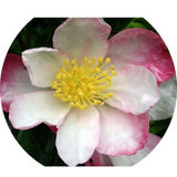 Camelia sasanqua Narumi-Gata (Profumata)