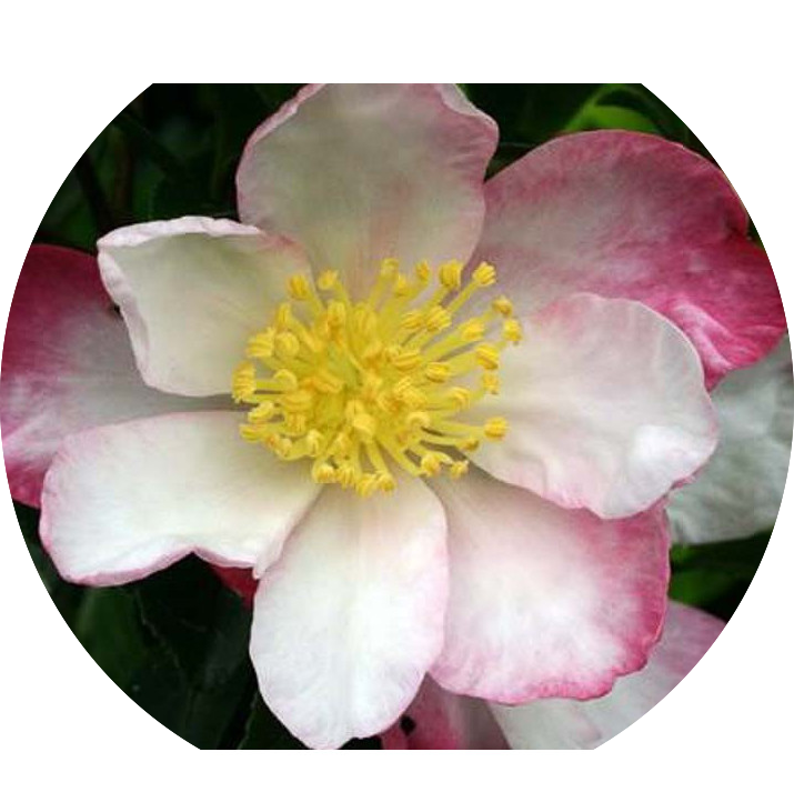 Camelia sasanqua Narumi-Gata (Profumata)