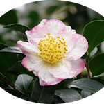 Camelia sasanqua Narumi-Gata (Profumata)