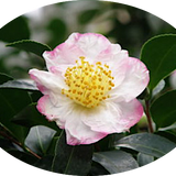 Camelia sasanqua Narumi-Gata (Profumata)