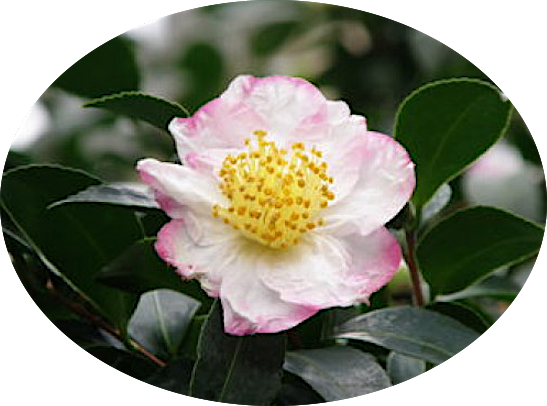 Camelia sasanqua Narumi-Gata (Profumata)