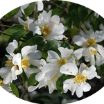 Camelia Grijsii (profumata fioritura invernale)
