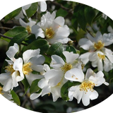 Camelia Grijsii (profumata fioritura invernale)