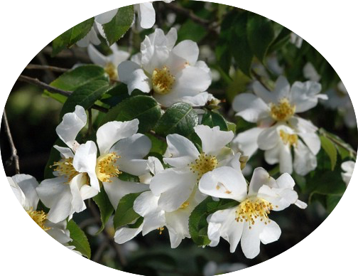 Camelia Grijsii (profumata fioritura invernale)