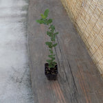 Quercus ilex Leccio sempreverde cm. 30/40