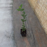 Quercus ilex Leccio sempreverde cm. 30/40