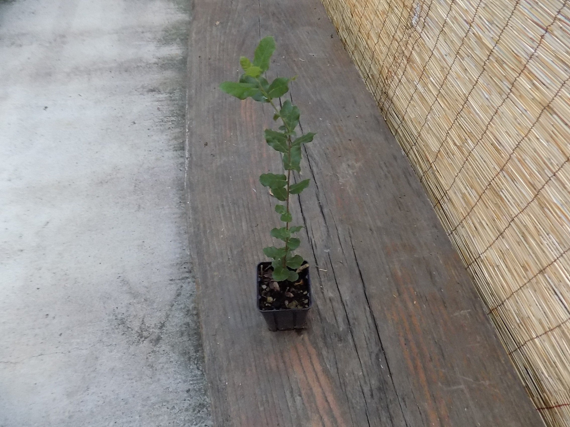 Quercus ilex Leccio sempreverde cm. 30/40