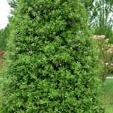 Quercus ilex Leccio sempreverde cm. 30/40