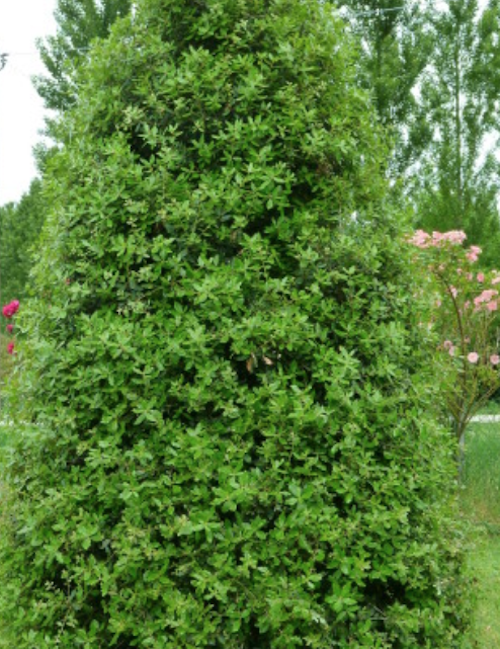 Quercus ilex Leccio sempreverde cm. 30/40