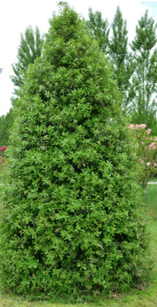 Quercus ilex Leccio sempreverde cm. 30/40
