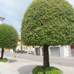 Quercus ilex Leccio sempreverde cm. 30/40
