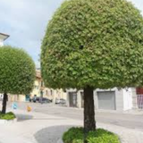 Quercus ilex Leccio sempreverde cm. 30/40
