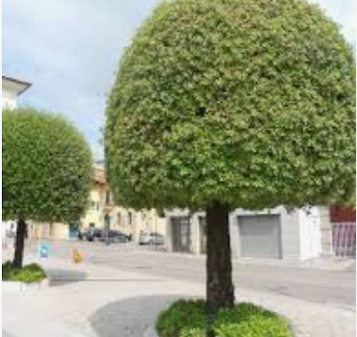 Quercus ilex Leccio sempreverde cm. 30/40