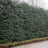 Quercus ilex Leccio sempreverde cm. 30/40