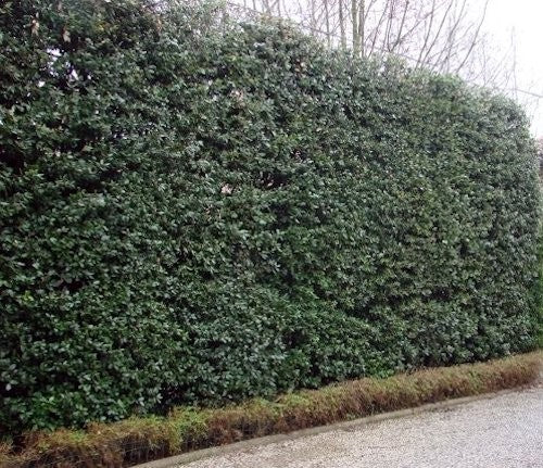Quercus ilex Leccio sempreverde cm. 30/40