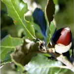Quercus ilex Leccio sempreverde cm. 30/40