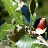 Quercus ilex Leccio sempreverde cm. 30/40