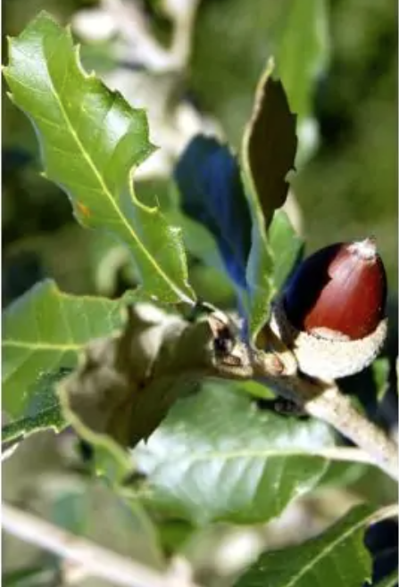 Quercus ilex Leccio sempreverde cm. 30/40