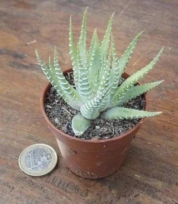 Haworthia attenuata cv. albina