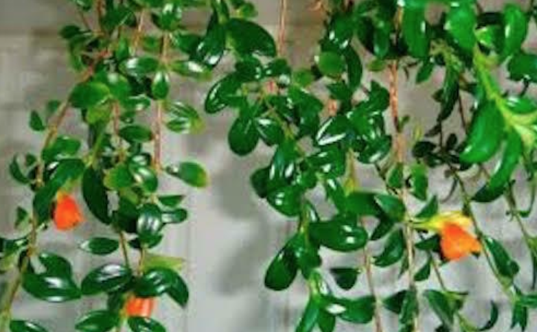 Hypocyrta glabra